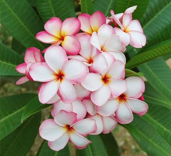 Bees Plant Hub Thailand Plumeria (Frangipani) All Time Flowering Live Plant