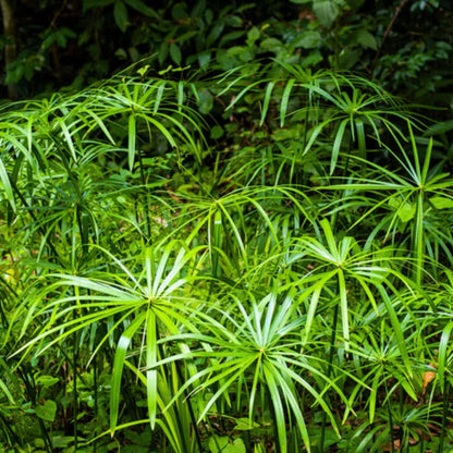 Bees Plant Hub Umbrella Palm (Cyperus alternifolius) Indoor / Outdoor Live Plant