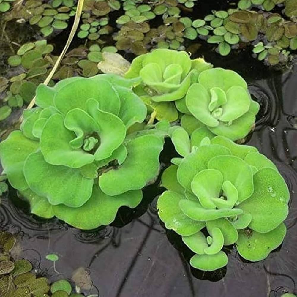 Bees Plant Hub Water Lettuce (Pistia stratiotes) Live Plant - Pack of 2