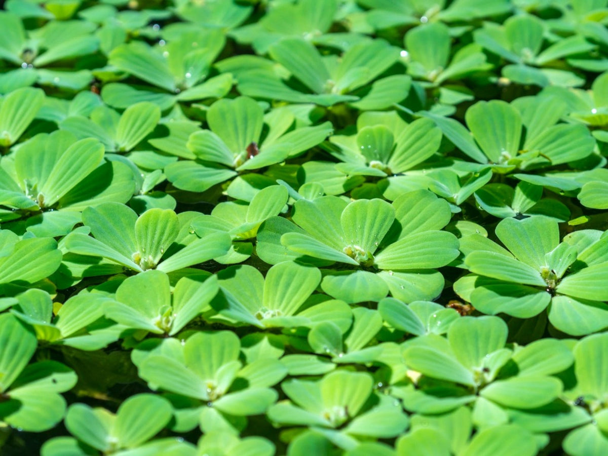 Bees Plant Hub Water Lettuce (Pistia stratiotes) Live Plant - Pack of 2