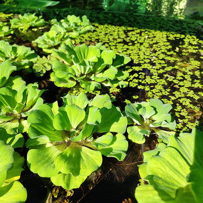 Bees Plant Hub Water Lettuce (Pistia stratiotes) Live Plant - Pack of 2