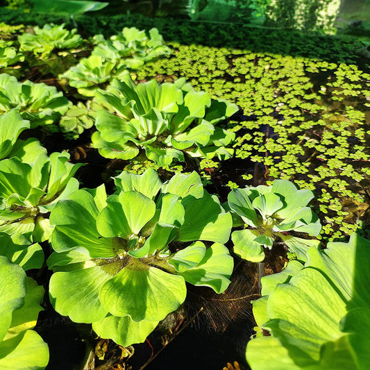 Bees Plant Hub Water Lettuce (Pistia stratiotes) Live Plant - Pack of 2