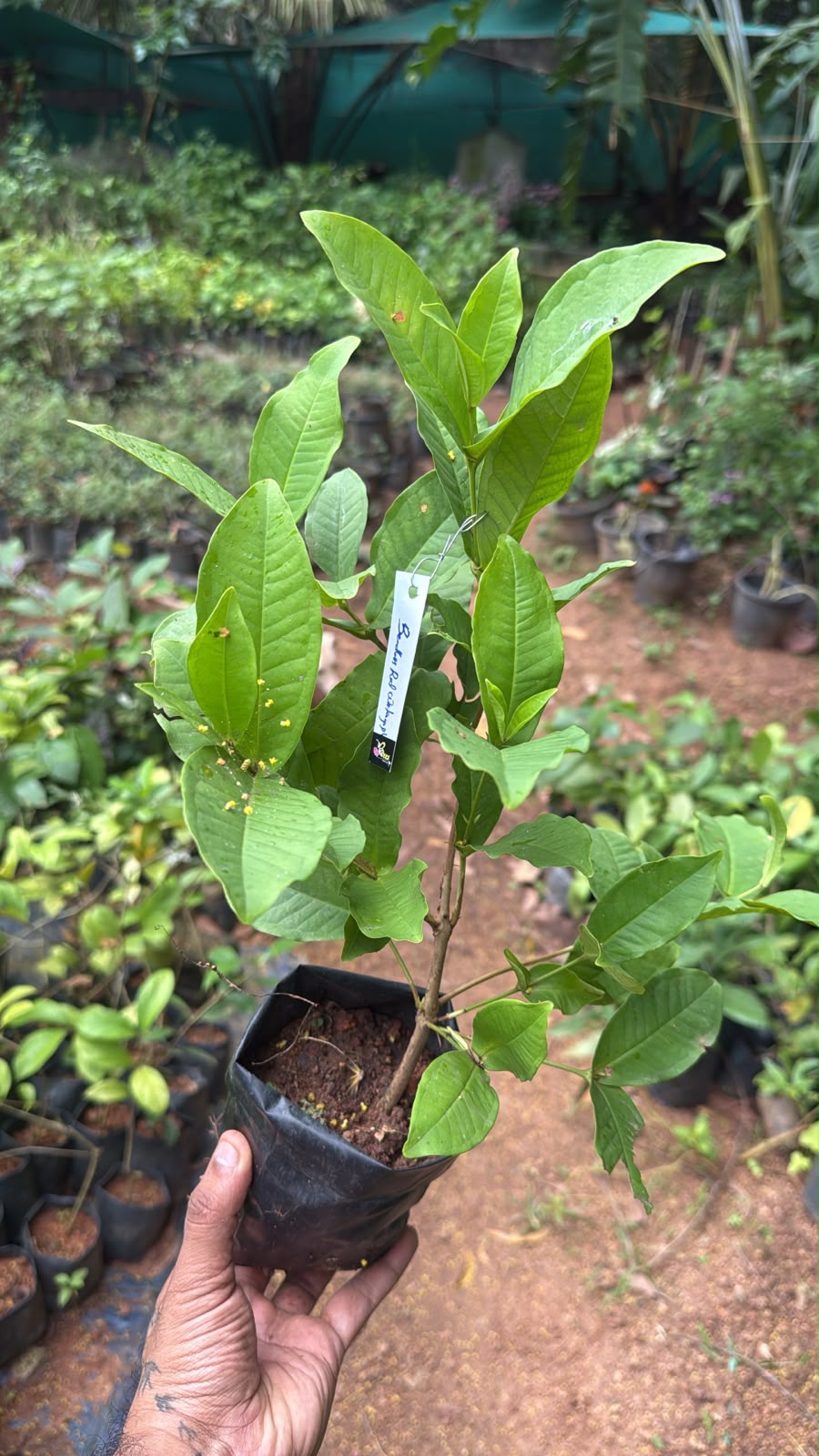 Bees Plant Hub Seedless Red Water Apple (Syzygium aqueum) Fruit Live Plant