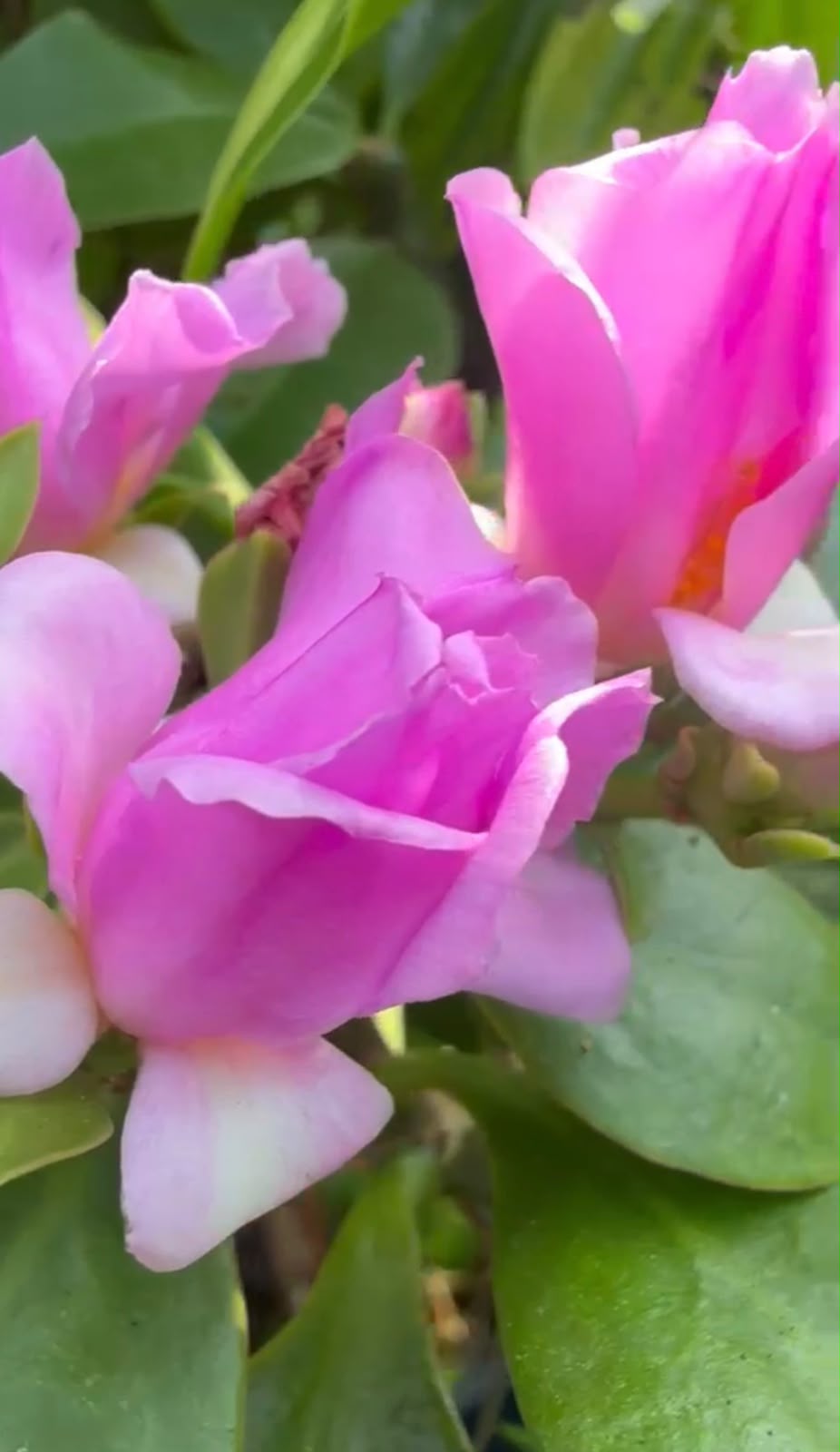 Bees Plant Hub Wax Rose Pink (Rhodocactus grandifolius) Rare Flowering Live Plant
