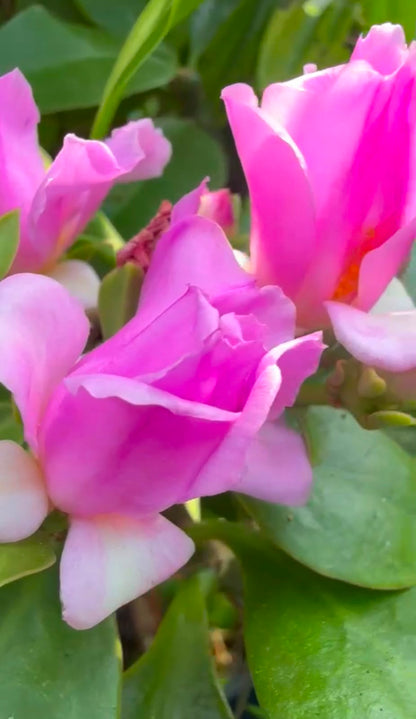 Bees Plant Hub Wax Rose Pink (Rhodocactus grandifolius) Rare Flowering Live Plant