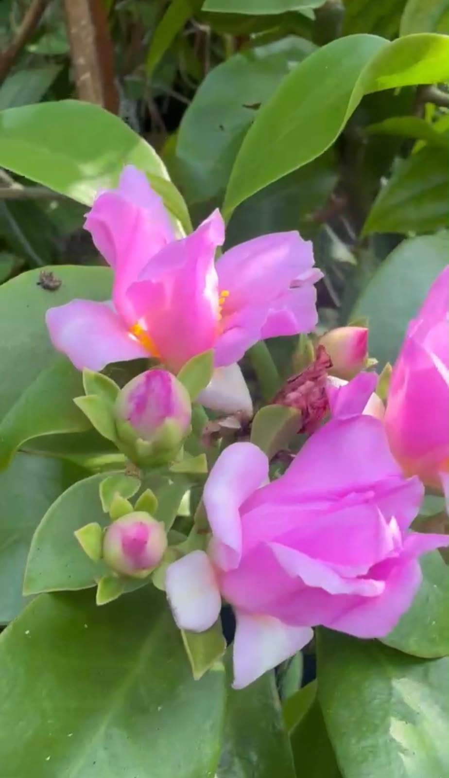 Bees Plant Hub Wax Rose Pink (Rhodocactus grandifolius) Rare Flowering Live Plant