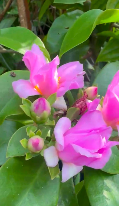Bees Plant Hub Wax Rose Pink (Rhodocactus grandifolius) Rare Flowering Live Plant