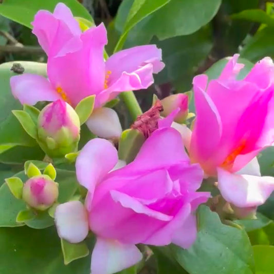 Bees Plant Hub Wax Rose Pink (Rhodocactus grandifolius) Rare Flowering Live Plant