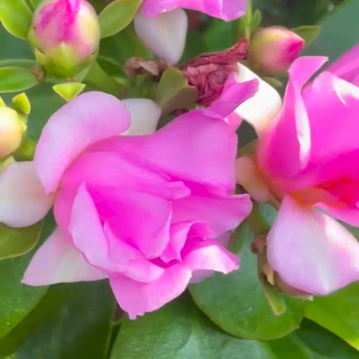 Bees Plant Hub Wax Rose Pink (Rhodocactus grandifolius) Rare Flowering Live Plant