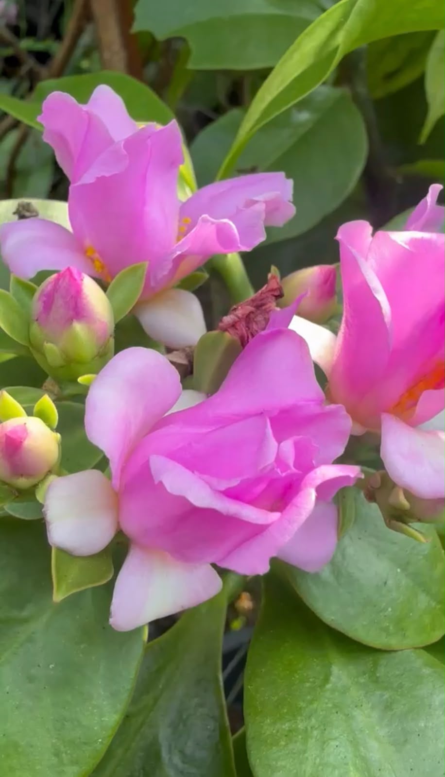 Bees Plant Hub Wax Rose Pink (Rhodocactus grandifolius) Rare Flowering Live Plant
