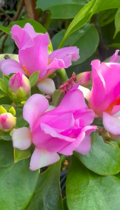 Bees Plant Hub Wax Rose Pink (Rhodocactus grandifolius) Rare Flowering Live Plant
