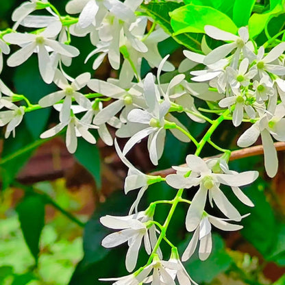 Bees Plant Hub Bush White Petrea Sandpaper Rare Flowering Live Plant