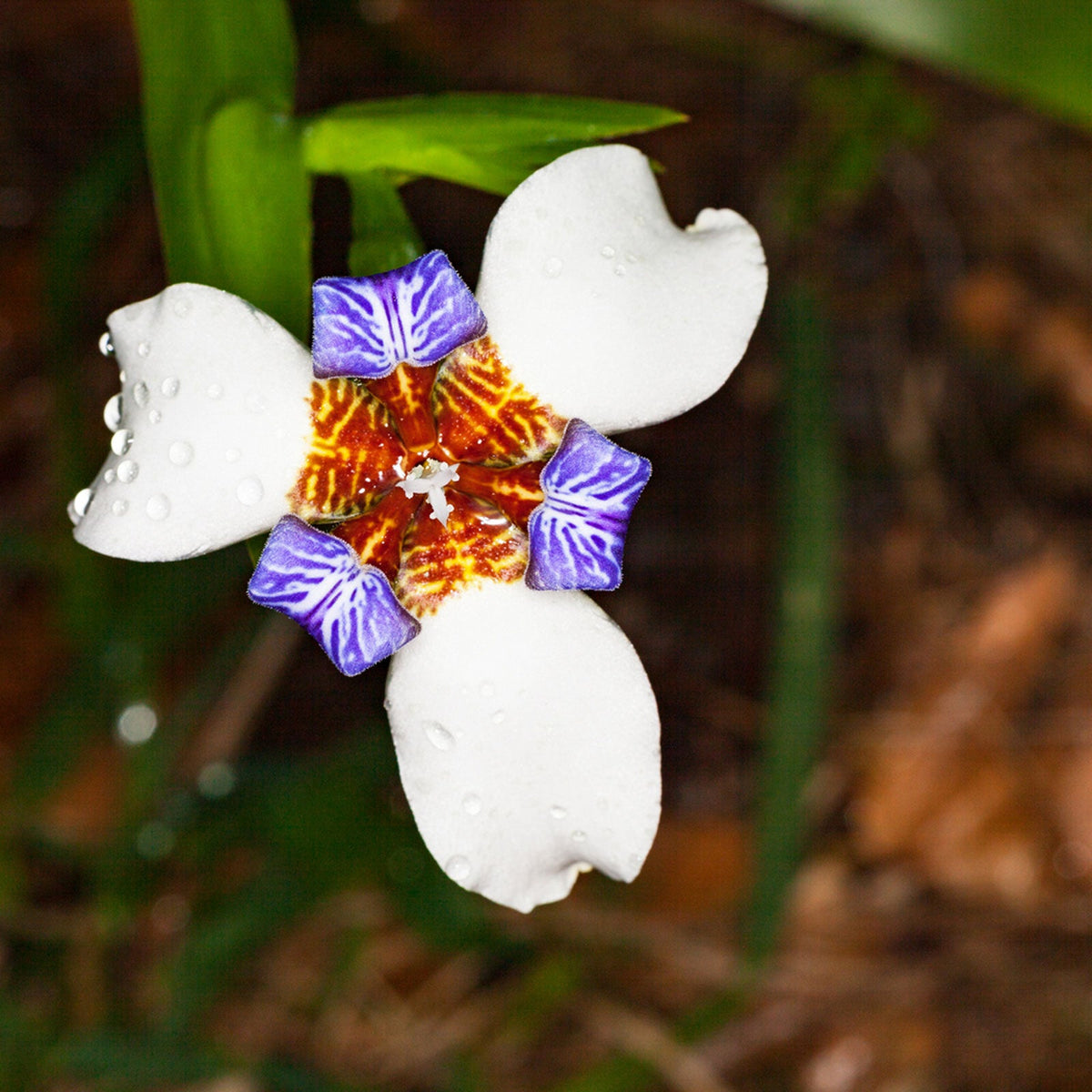 Bees Plant Hub White Walking Iris Flowering Live Plant