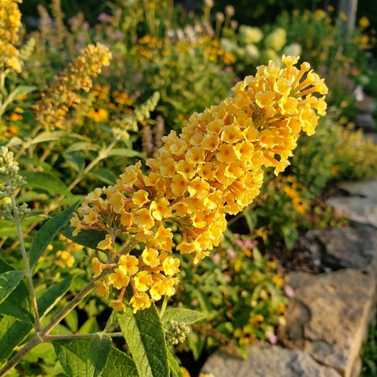 Bees Plant Hub Buddleja / Butterfly Bush Yellow Flowering Live Plant