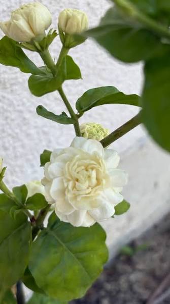Bees Plant Hub Arabian Jasmine / Gundu Malli (Jasminum sambac) Highly Fragrant Flowering Live Plant