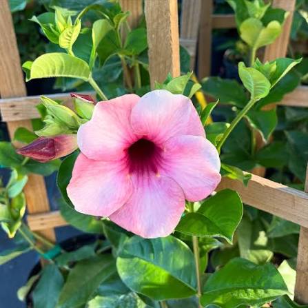 Bees Plant Hub Allamanda Blanchetii Pink All Time Flowering Live Plant