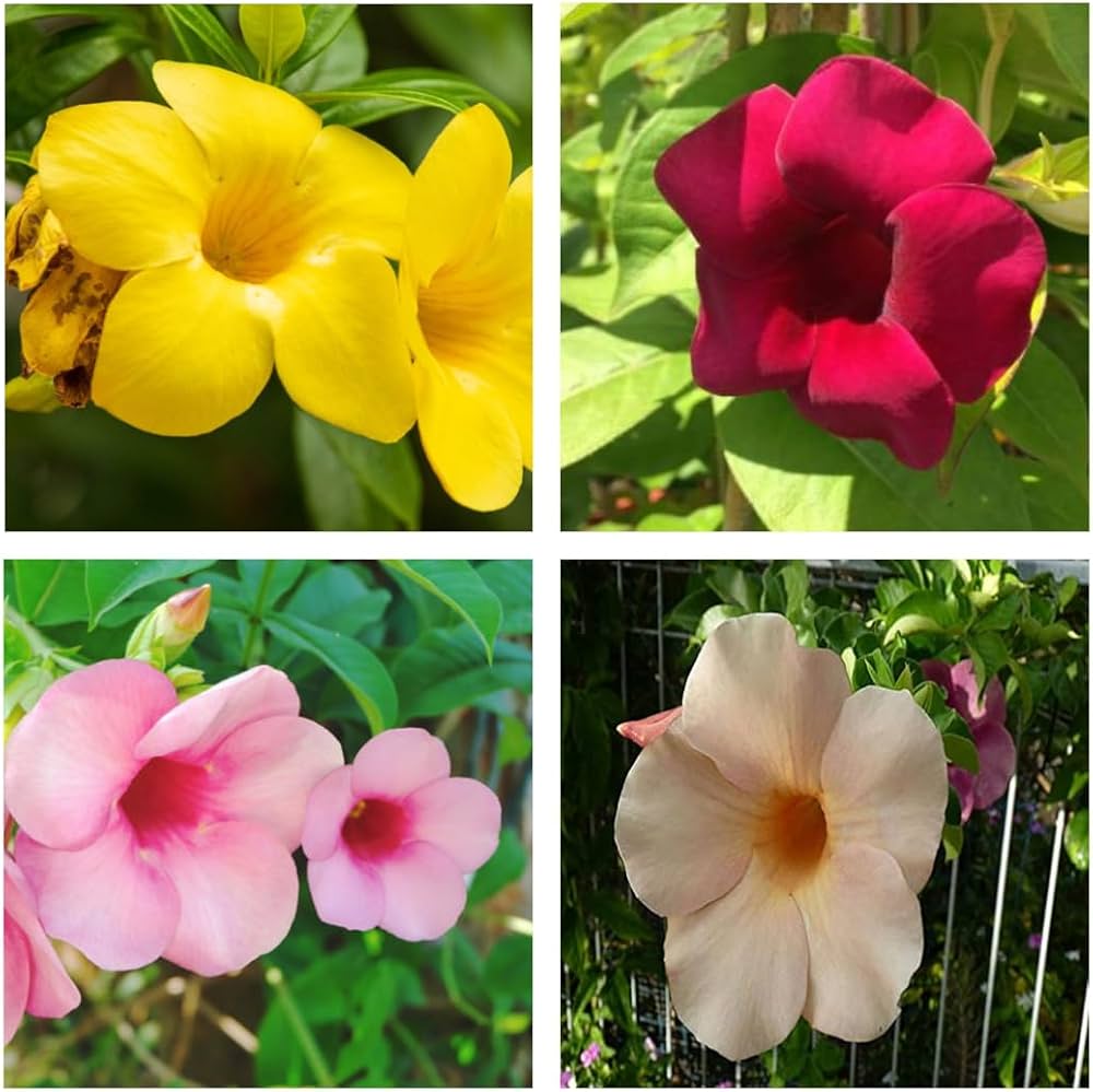 Bees Plant Hub Allamanda Flowering Plants Combo