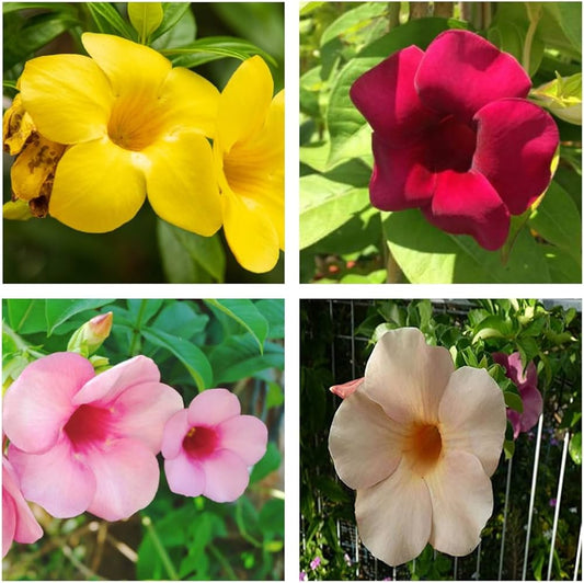 Bees Plant Hub Allamanda Flowering Plants Combo