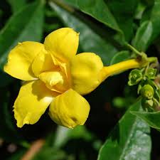 Bees Plant Hub Allamanda Flowering Plants Combo