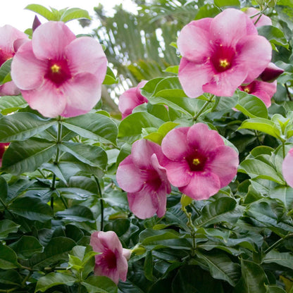Bees Plant Hub Allamanda Flowering Plants Combo