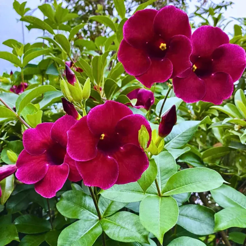 Bees Plant Hub Allamanda Flowering Plants Combo