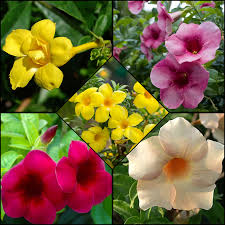Bees Plant Hub Allamanda Flowering Plants Combo