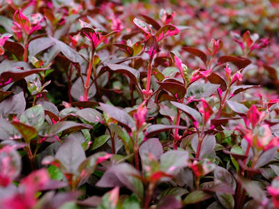 Bees Plant Hub Alternanthera | Indoor Plant