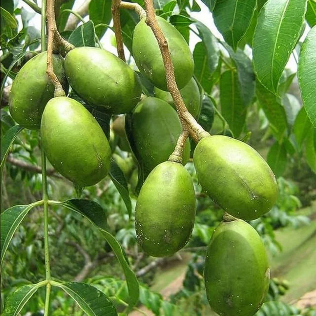 Hastha Nakshatra Trees (Ambazam -Spondias mangifera)