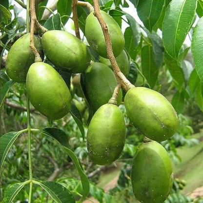 Hastha Nakshatra Trees (Ambazam -Spondias mangifera)