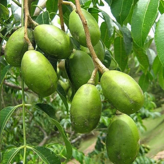 Hastha Nakshatra Trees (Ambazam -Spondias mangifera)