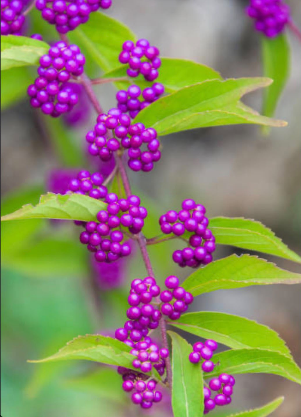 Bees Plant Hub Callicarpa Americana / American Beautyberry Rare Fruit/Flowering Live Plant