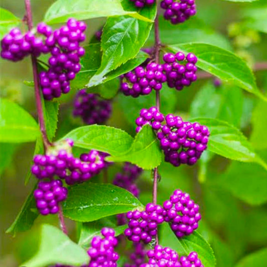 Bees Plant Hub Callicarpa Americana / American Beautyberry Rare Fruit/Flowering Live Plant