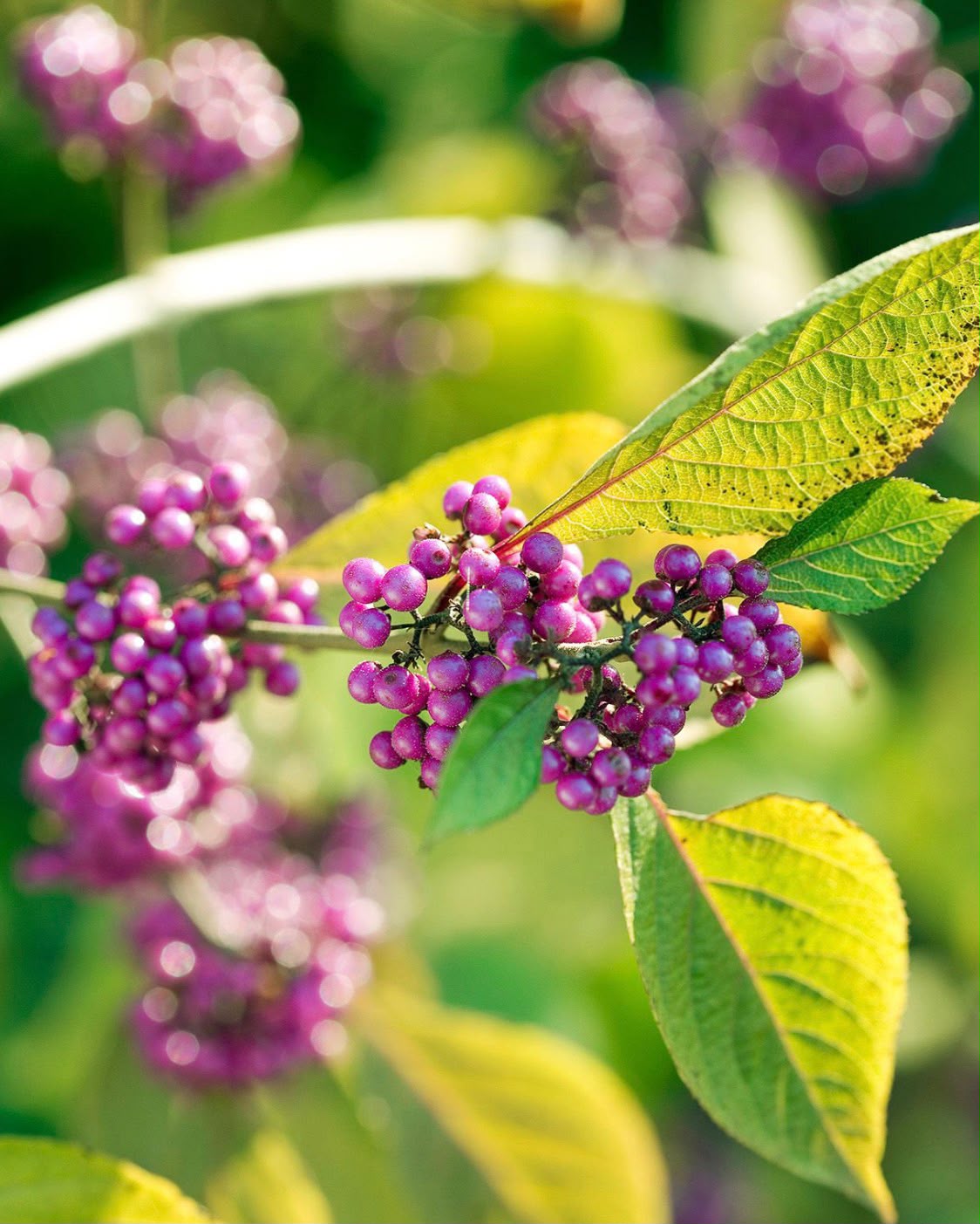 Bees Plant Hub Callicarpa Americana / American Beautyberry Rare Fruit/Flowering Live Plant