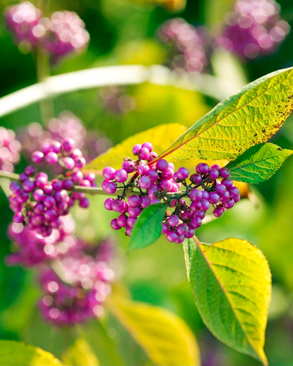 Bees Plant Hub Callicarpa Americana / American Beautyberry Rare Fruit/Flowering Live Plant