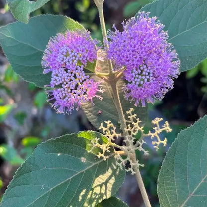 Bees Plant Hub Callicarpa Americana / American Beautyberry Rare Fruit/Flowering Live Plant