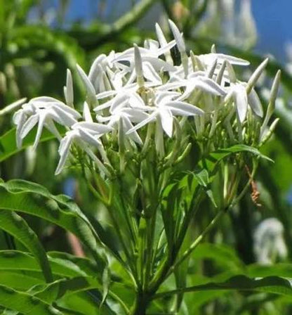 Bees Plant Hub Analivegam (Alstonia venenata) Medicinal Live Plant