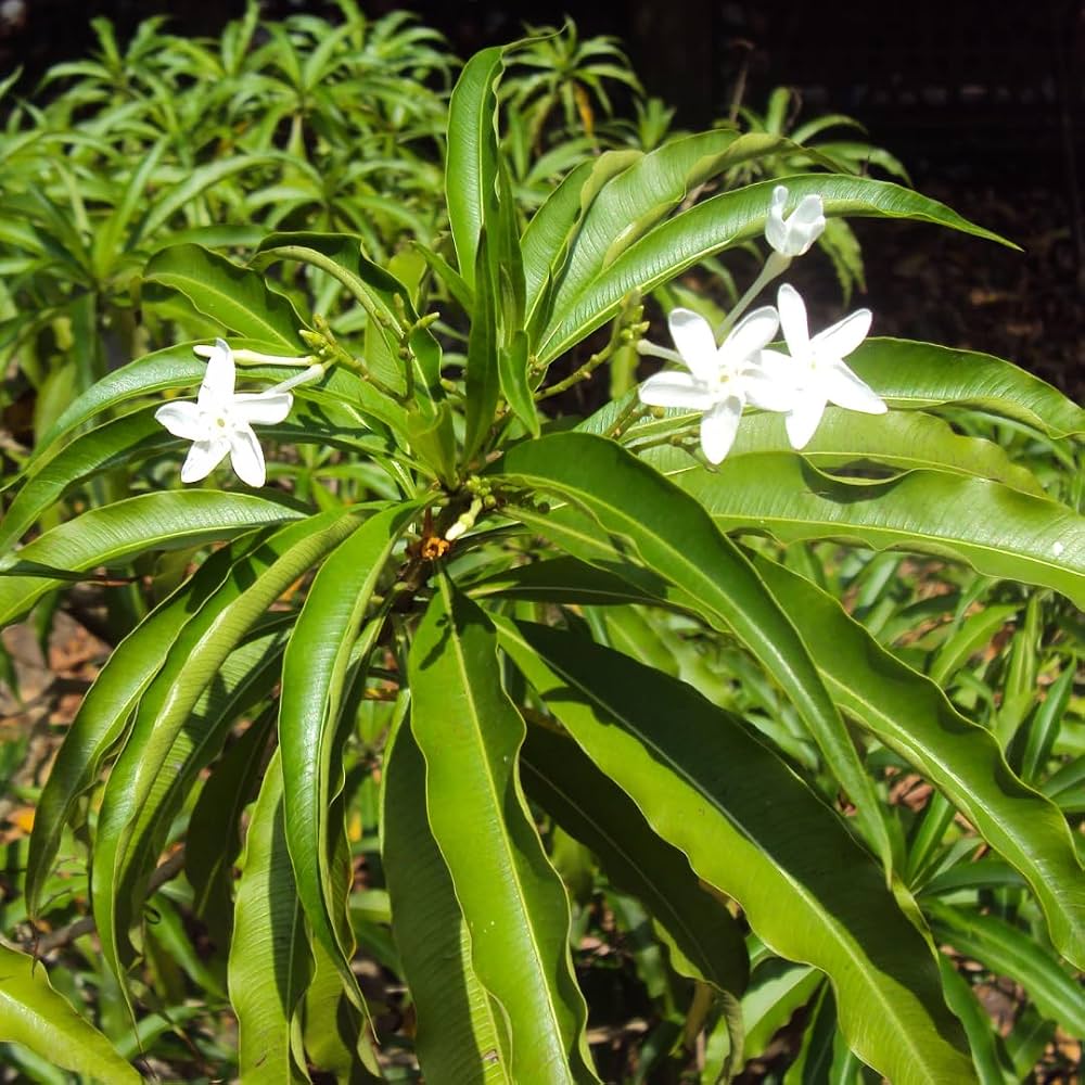 Bees Plant Hub Analivegam (Alstonia venenata) Medicinal Live Plant