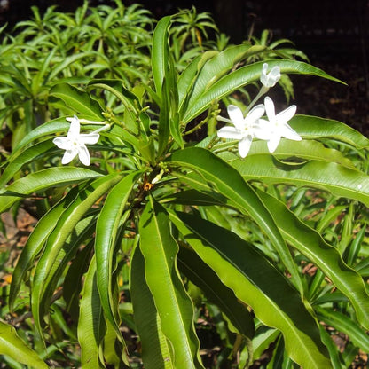 Bees Plant Hub Analivegam (Alstonia venenata) Medicinal Live Plant