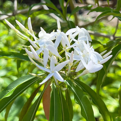 Bees Plant Hub Analivegam (Alstonia venenata) Medicinal Live Plant