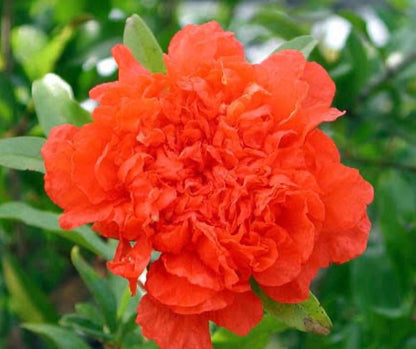 Bees Plant Hub Anarkali /Punica Granatum Flore pleno  Flowering Plant