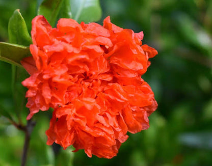 Bees Plant Hub Anarkali /Punica Granatum Flore pleno  Flowering Plant