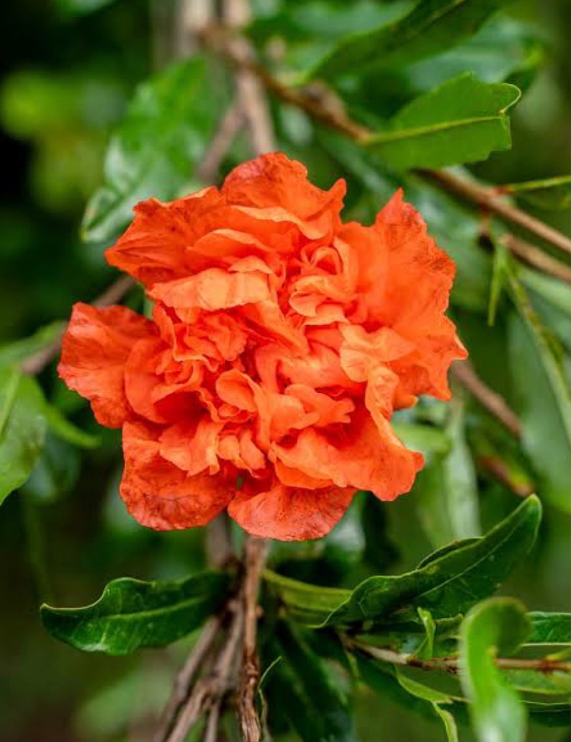 Bees Plant Hub Anarkali /Punica Granatum Flore pleno  Flowering Plant