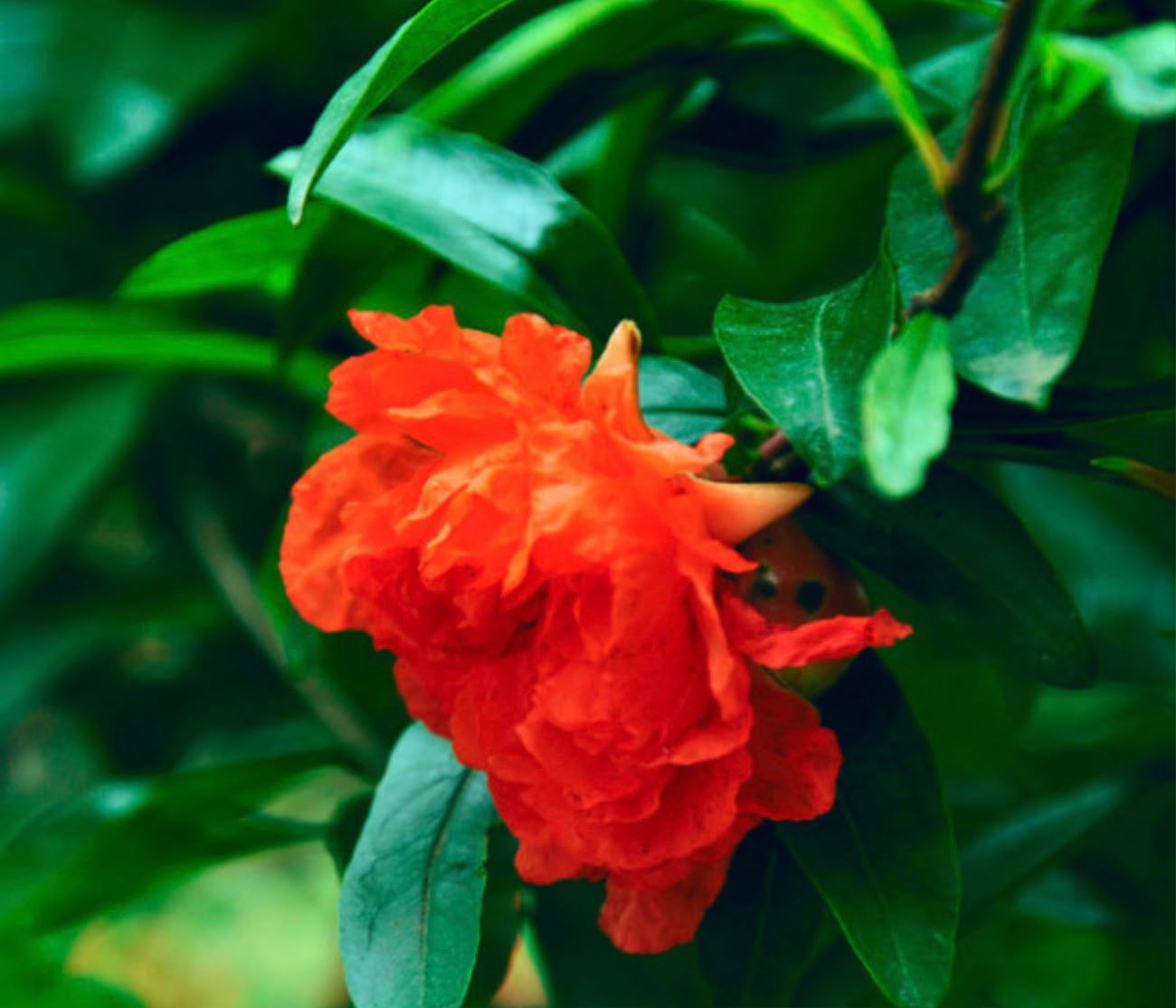 Bees Plant Hub Anarkali /Punica Granatum Flore pleno  Flowering Plant