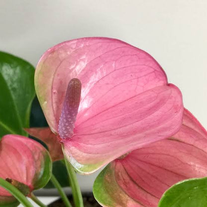 Bees Plant Hub Dwarf Anthurium Jolly Pink Indoor/Outdoor Live Plant