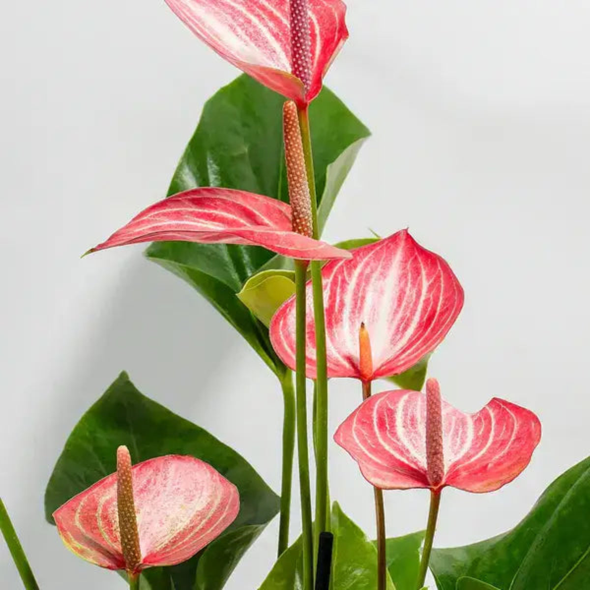Bees Plant Hub Dwarf Anthurium Livium Indoor/Outdoor Live Plant