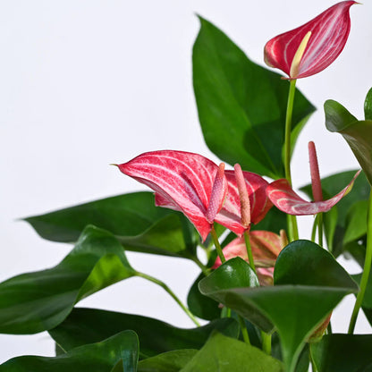 Bees Plant Hub Dwarf Anthurium Livium Indoor/Outdoor Live Plant