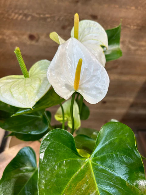 Bees Plant Hub Dwarf Anthurium Andraeanum White Heart Indoor/Outdoor Live Plant