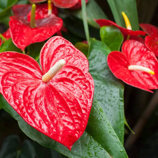 Bees Plant Hub Dwarf Anthurium Casanova Red Indoor/Outdoor Live Plant