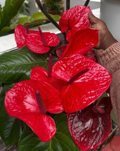 Bees Plant Hub Dwarf Anthurium Casanova Red Indoor/Outdoor Live Plant