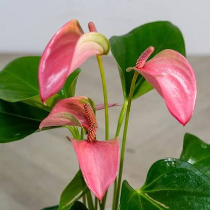 Bees Plant Hub Dwarf Anthurium Jolly Pink Indoor/Outdoor Live Plant